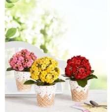 Trío de miniplantas dulces