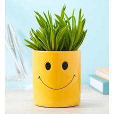 Suculenta sonriente