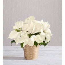 Noche silenciosa, flor de Pascua blanca (pequeña)