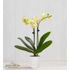 Orquídea Sunshine (Mini)