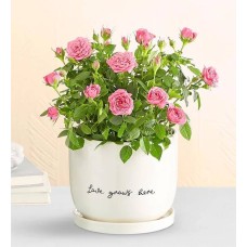 Aquí crece el amor Planta de rosa rosa
