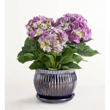 Hortensia de floración espléndida (pequeña, morada)