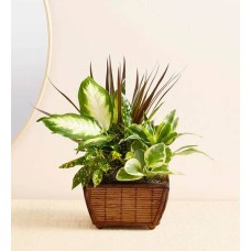 Jardín de platos zen (Jardín de platos zen)