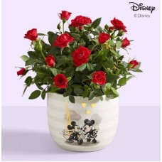 Planta de rosas de Mickey y Minnie de Disney
