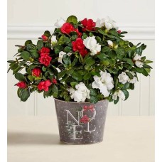 Planta de azalea bicolor "Delicias de temporada"