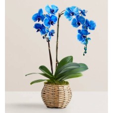 Hermosa orquídea Phalaenopsis azul (tallo doble)