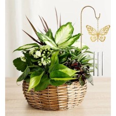 Jardín de platos con campanillas de mariposa