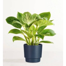 Planta Philodendron Birkin (tamaño pequeño para estante con maceta de arenisca)