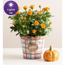 Rosa de cosecha de otoño (grande)