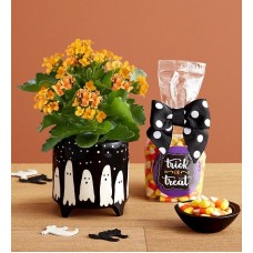 Planta Kalanchoe de Trick or Treat (Pequeña)
