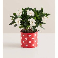 Gardenia Corazones en Flor (Gardenia)