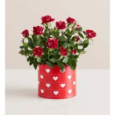 Rosal Corazones en Flor