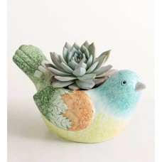 Suculenta para pájaros cantores de jardín