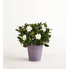 Gardenia fragante (pequeña)