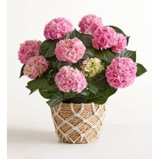 Hortensia rosa en flor