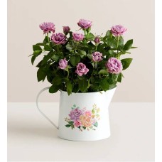 Rosa de lavanda en flor (Rosa de lavanda en flor)