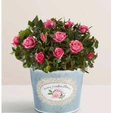 Rosa Rosa Bonita (Rosa Rosa Bonita de 4'')