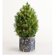 Romero y árbol brillante (Romero y árbol brillante)