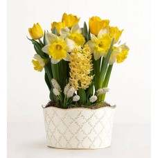 Jardín de bulbos Daffodil Delight