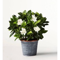 Flores de gardenia (tamaño pequeño para estantería con maceta de pizarra)