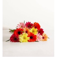 Margaritas Gerbera Felices: 12-24 tallos (12 tallos, solo ramo)