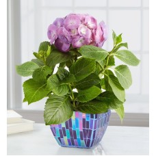 Hortensia mosaico majestuosa (pequeña - morada)
