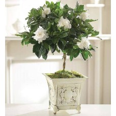 Topiario de gardenias