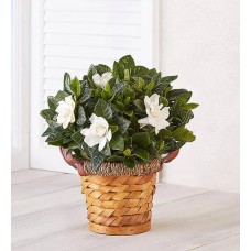 Planta de gardenia en flor en cesta (pequeña)