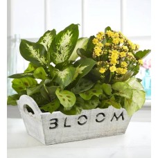 Jardín en maceta Bloom (Bloom)