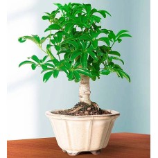 Árbol paraguas hawaiano (pequeño)