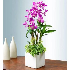 Jardín de Dendrobium clásico en maceta