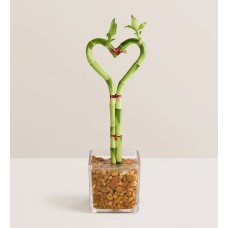 Corazón de bambú individual