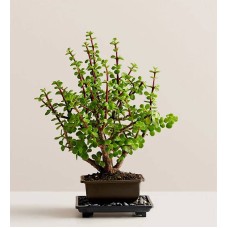 Bonsái de jade enano (pequeño)