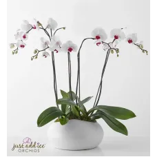 Jardín de orquídeas de elegancia sencilla