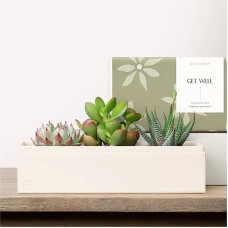 El jardín de Lula - Jardines de lujo para recuperarse (Jardín de las joyas)