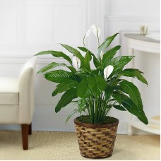 Planta de lirio de la paz Tranquil Moments