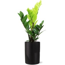 Planta ZZ moderna
