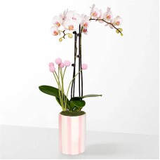 Belleza suave, orquídea rosa y blanca