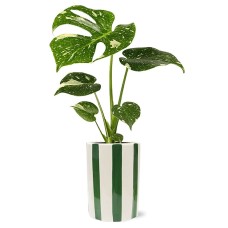 Planta Monstera exuberante