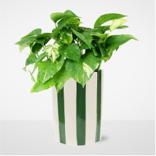 Planta Pothos de Pura Alegría