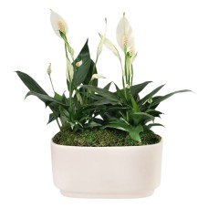 Lirio de la paz blanco sereno