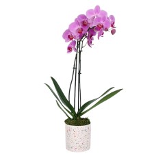 Encanto de orquídea alegre