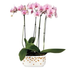 Jardín de orquídeas rosadas y bonitas