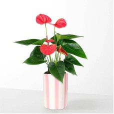Enviando amor Anturio rosa