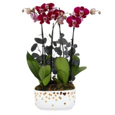 Jardín de orquídeas Encanto Púrpura