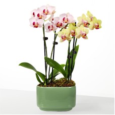 Dúo de orquídeas Blooming Embrace