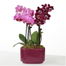 Dúo de orquídeas Paraíso Púrpura