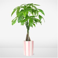 Árbol del dinero de ensueño