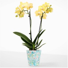 Mini orquídea amarilla con pétalos felices