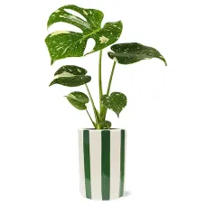 Planta Monstera exuberante
